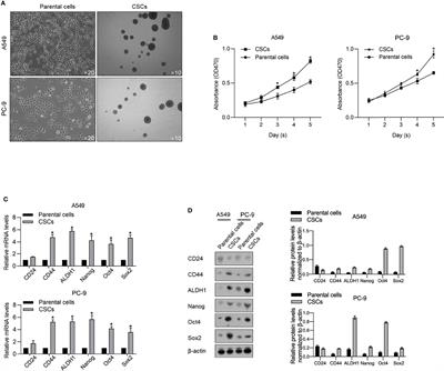 RNA Demethylase ALKBH5 Prevents <mark class="highlighted">Lung Cancer Progression</mark> by Regulating EMT and Stemness via Regulating p53